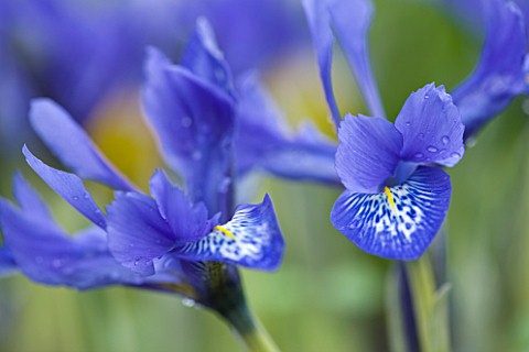 CLOSE_UP_OF_IRIS_AT_JACQUES_AMAND__MIDDLESEX_IRIS_HISTRIOIDES_LADY_BEATRIX_STANLEY