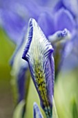 CLOSE UP OF EMERGING BUD OF IRIS AT JACQUES AMAND  MIDDLESEX: IRIS HISTRIOIDES LADY BEATRIX STANLEY