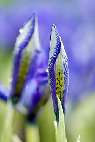CLOSE_UP_OF_EMERGING_BUD_OF_IRIS_AT_JACQUES_AMAND__MIDDLESEX_IRIS_HISTRIOIDES_LADY_BEATRIX_STANLEY
