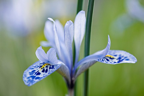 CLOSE_UP_OF_IRIS_RETICULATA_AT_JACQUES_AMAND__MIDDLESEX_IRIS_HISTRIOIDES_VAR___AINTABENSIS