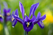 CLOSE UP OF IRIS RETICULATA AT JACQUES AMAND  MIDDLESEX: IRIS RETICULATA PALM SPRINGS