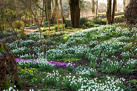 SNOWDROPS_AND_CYCLAMEN_AT_COLESBOURNE_PARK__GLOUCESTERSHIRE