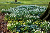 SNOWDROPS AND ACONITES  AT COLESBOURNE PARK  GLOUCESTERSHIRE