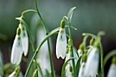 SNOWDROPS AT COLESBOURNE PARK  GLOUCESTERSHIRE: GALANTHUS WASP