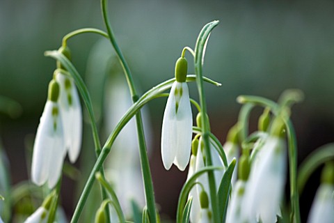 SNOWDROPS_AT_COLESBOURNE_PARK__GLOUCESTERSHIRE_GALANTHUS_WASP