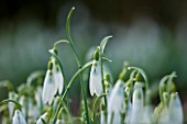 SNOWDROPS AT COLESBOURNE PARK  GLOUCESTERSHIRE: GALANTHUS WASP