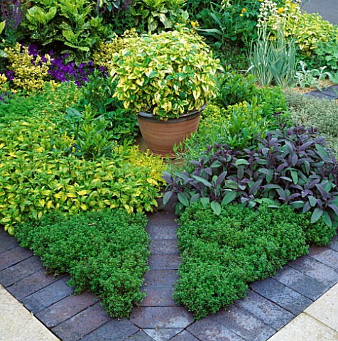 POTAGER_STYLE_HERB_GARDEN_WITH_LEMON_BALM_IN_TERRACOTTA_POT_CHELSEA_1993_NATIONAL_ASTHMA_CAMPAIGN_GA