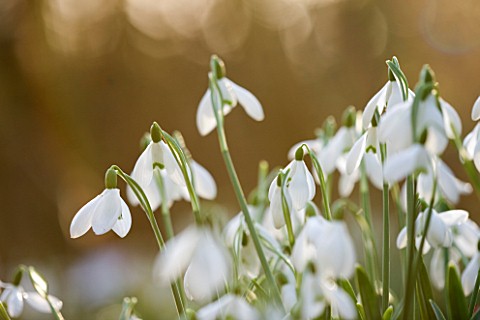 SNOWDROPS_AT_COLESBOURNE_PARK__GLOUCESTERSHIRE_GALANTHUS_SHROPSHIRE_QUEEN