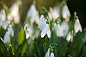SNOWDROPS AT COLESBOURNE PARK  GLOUCESTERSHIRE: GALANTHUS ATKINSII MOCCAS FORM