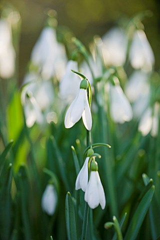 SNOWDROPS_AT_COLESBOURNE_PARK__GLOUCESTERSHIRE_GALANTHUS_ATKINSII_MOCCAS_FORM