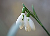 SNOWDROPS AT COLESBOURNE PARK  GLOUCESTERSHIRE: GALANTHUS ANGLESEY ORANGE TIPS