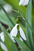 SNOWDROPS AT COLESBOURNE PARK  GLOUCESTERSHIRE: GALANTHUS YVONNE HAY