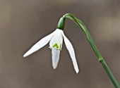 SNOWDROPS AT COLESBOURNE PARK  GLOUCESTERSHIRE: GALANTHUS RED HAILSTONE