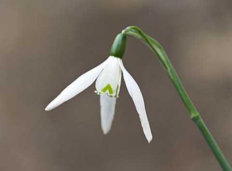 SNOWDROPS_AT_COLESBOURNE_PARK__GLOUCESTERSHIRE_GALANTHUS_RED_HAILSTONE