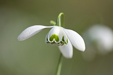 SNOWDROPS_AT_COLESBOURNE_PARK__GLOUCESTERSHIRE_GALANTHUS_WHITE_SWAN