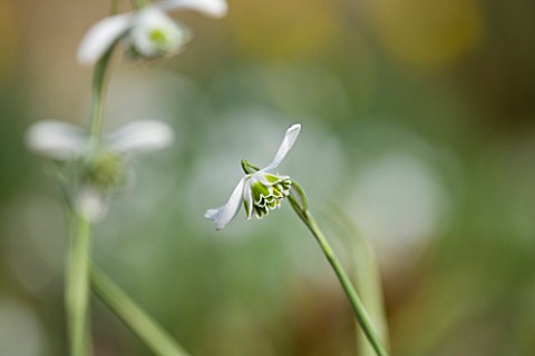 SNOWDROPS_AT_COLESBOURNE_PARK__GLOUCESTERSHIRE_GALANTHUS_WHITE_SWAN