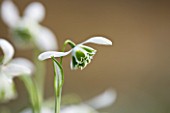 SNOWDROPS AT COLESBOURNE PARK  GLOUCESTERSHIRE: GALANTHUS OPHELIA