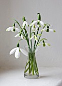 SNOWDROPS AT COLESBOURNE PARK  GLOUCESTERSHIRE: GREEN TIPPED SNOWDROPS IN A VASE ON WINDOWSILL