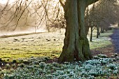 WELFORD PARK, BERKSHIRE: SNOWDROPS BESIDE THE RIVER AT DAWN WITH MIST RISING OFF THE WATER - FEBRUARY, WINTER, LANDSCAPE, BULBS, GALANTHUS