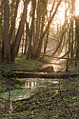 WELFORD PARK, BERKSHIRE: MIST AND FOG RISING OFF A STREAM IN THE WINTER - FEBRUARY, TREES, TREE, WATER, SUNRISE