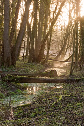 WELFORD_PARK_BERKSHIRE_MIST_AND_FOG_RISING_OFF_A_STREAM_IN_THE_WINTER__FEBRUARY_TREES_TREE_WATER_SUN