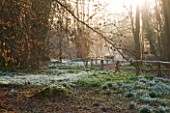 WELFORD PARK, BERKSHIRE: SNOWDROPS, MIST AND FOG IN THE WOODLAND IN WINTER - FEBRUARY, TREES, TREE, SUNRISE, WHITE, FLOWERS, GALANTHUS, DRIFTS