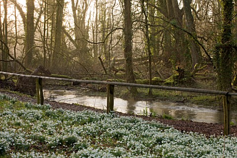 WELFORD_PARK_BERKSHIRE_SNOWDROPS_AND_MIST_IN_THE_WOODLAND_IN_WINTER_BESIDE_THE_RIVER_LAMBOURN__FEBRU