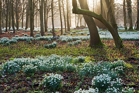 WELFORD_PARK_BERKSHIRE_SNOWDROPS_MIST_AND_FOG_IN_THE_WOODLAND_IN_WINTER__FEBRUARY_TREES_TREE_SUNRISE