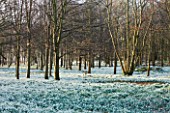 WELFORD PARK, BERKSHIRE: DRIFTS OF SNOWDROPS IN THE WOODLAND IN FEBRUARY - WINTER, WHITE, FLOWERS, FLOWERING, DRIFT, SHEET, GALANTHUS, BULB, BULBS, EARLY SPRING, TREES, LANDSCAPE