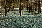 WELFORD PARK, BERKSHIRE: DRIFTS OF SNOWDROPS IN THE WOODLAND IN FEBRUARY - WINTER, WHITE, FLOWERS, FLOWERING, DRIFT, SHEET, GALANTHUS, BULB, BULBS, EARLY SPRING, TREES, LANDSCAPE
