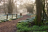 WELFORD PARK, BERKSHIRE: DRIFTS OF SNOWDROPS IN THE WOODLAND IN FEBRUARY - WINTER, WHITE, FLOWERS, FLOWERING, DRIFT, SHEET, GALANTHUS, BULB, BULBS, EARLY SPRING, TREES, PATH