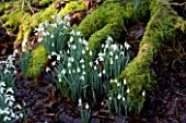 WELFORD PARK, BERKSHIRE: SNOWDROPS BESIDE TREE ROOTS IN THE WOODLAND - GALANTHUS, WINTER, FEBRUARY, MOSS, ROOTS, FLOWERS, FLOWER, WHITE