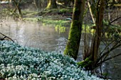 WELFORD PARK, BERKSHIRE: SNOWDROPS AND MIST IN THE WOODLAND IN WINTER BESIDE THE RIVER LAMBOURN - FEBRUARY, TREES, TREE, SUNRISE, WHITE, FLOWERS, GALANTHUS, DRIFTS, STREAM, RIVER