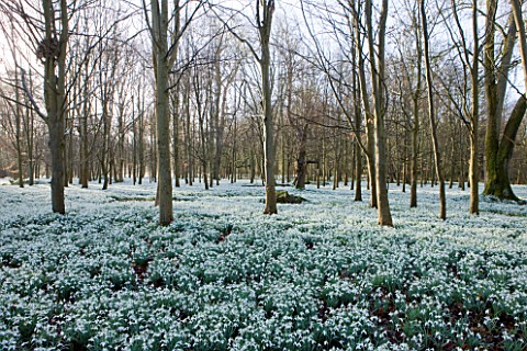 WELFORD_PARK_BERKSHIRE_DRIFTS_OF_SNOWDROPS_IN_THE_WOODLAND_IN_FEBRUARY__WINTER_WHITE_FLOWERS_FLOWERI