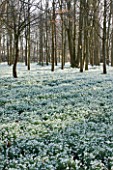 WELFORD PARK, BERKSHIRE: DRIFTS OF SNOWDROPS IN THE WOODLAND IN FEBRUARY - WINTER, WHITE, FLOWERS, FLOWERING, DRIFT, SHEET, GALANTHUS, BULB, BULBS, EARLY SPRING, TREES