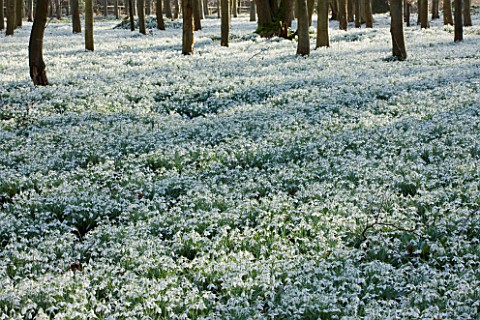 WELFORD_PARK_BERKSHIRE_DRIFTS_OF_SNOWDROPS_IN_THE_WOODLAND_IN_FEBRUARY__WINTER_WHITE_FLOWERS_FLOWERI