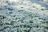 WELFORD PARK, BERKSHIRE: DRIFTS OF SNOWDROPS IN THE WOODLAND IN FEBRUARY - WINTER, WHITE, FLOWERS, FLOWERING, DRIFT, SHEET, GALANTHUS, BULB, BULBS, EARLY SPRING