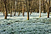 WELFORD PARK, BERKSHIRE: DRIFTS OF SNOWDROPS IN THE WOODLAND IN FEBRUARY - WINTER, WHITE, FLOWERS, FLOWERING, DRIFT, SHEET, GALANTHUS, BULB, BULBS, EARLY SPRING, TREES
