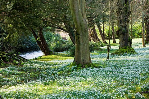 WELFORD_PARK_BERKSHIRE_DRIFTS_OF_SNOWDROPS_AND_ACONITES_IN_THE_WOODLAND_IN_FEBRUARY__WINTER_WHITE_FL