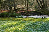 WELFORD PARK, BERKSHIRE: DRIFTS OF SNOWDROPS AND ACONITES IN THE WOODLAND IN FEBRUARY - WINTER, WHITE, FLOWERS, FLOWERING, DRIFT, SHEET, GALANTHUS, BULB, BULBS, EARLY SPRING, TREES