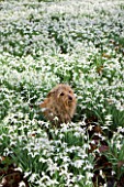 WELFORD PARK, BERKSHIRE: PET DOG IN THE SNOWDROPS IN THE SNOWDROP WOOD AT WELFORD PARK - PET, FEBRUARY, GALANTHUS, DRIFT, ANIMAL