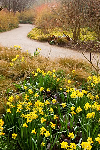 ANGLESEY_ABBEY__CAMBRIDGESHIRE_THE_WINTER_GARDEN__BORDER_WITH_NARCISSUS