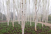 ANGLESEY ABBEY  CAMBRIDGESHIRE: GROVE OF BIRCH TREES - BETULA UTILIS VAR. JACQUEMONTII IN THE WINTER GARDEN