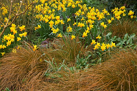 ANGLESEY_ABBEY__CAMBRIDGESHIRE_THE_WINTER_GARDEN__NARCISSUS_CYCLAMINEUS