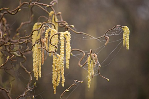 ANGLESEY_ABBEY__CAMBRIDGESHIRE_CATKINS_OF_CORYLUS_AVELLANA_CONTORTA__THE_CORKSCREW_HAZEL__IN_THE_WIN