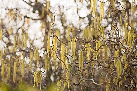 ANGLESEY_ABBEY__CAMBRIDGESHIRE_CATKINS_OF_CORYLUS_AVELLANA_CONTORTA__THE_CORKSCREW_HAZEL__IN_THE_WIN