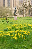 ANGLESEY ABBEY  CAMBRIDGESHIRE: NARCISSUS GROWING IN GRASS BESIDE STATUE
