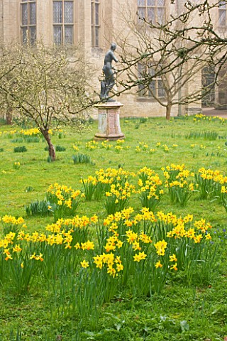 ANGLESEY_ABBEY__CAMBRIDGESHIRE_NARCISSUS_GROWING_IN_GRASS_BESIDE_STATUE