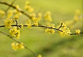 ANGLESEY ABBEY  CAMBRIDGESHIRE: BRIGHT YELLOW WINTER FLOWERS OF CORNUS MAS