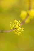 ANGLESEY ABBEY  CAMBRIDGESHIRE: BRIGHT YELLOW WINTER FLOWERS OF CORNUS MAS